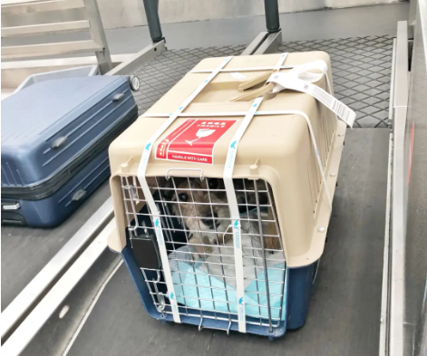 齐齐哈尔宠物托运 宠物托运公司 机场宠物托运 宠物空运